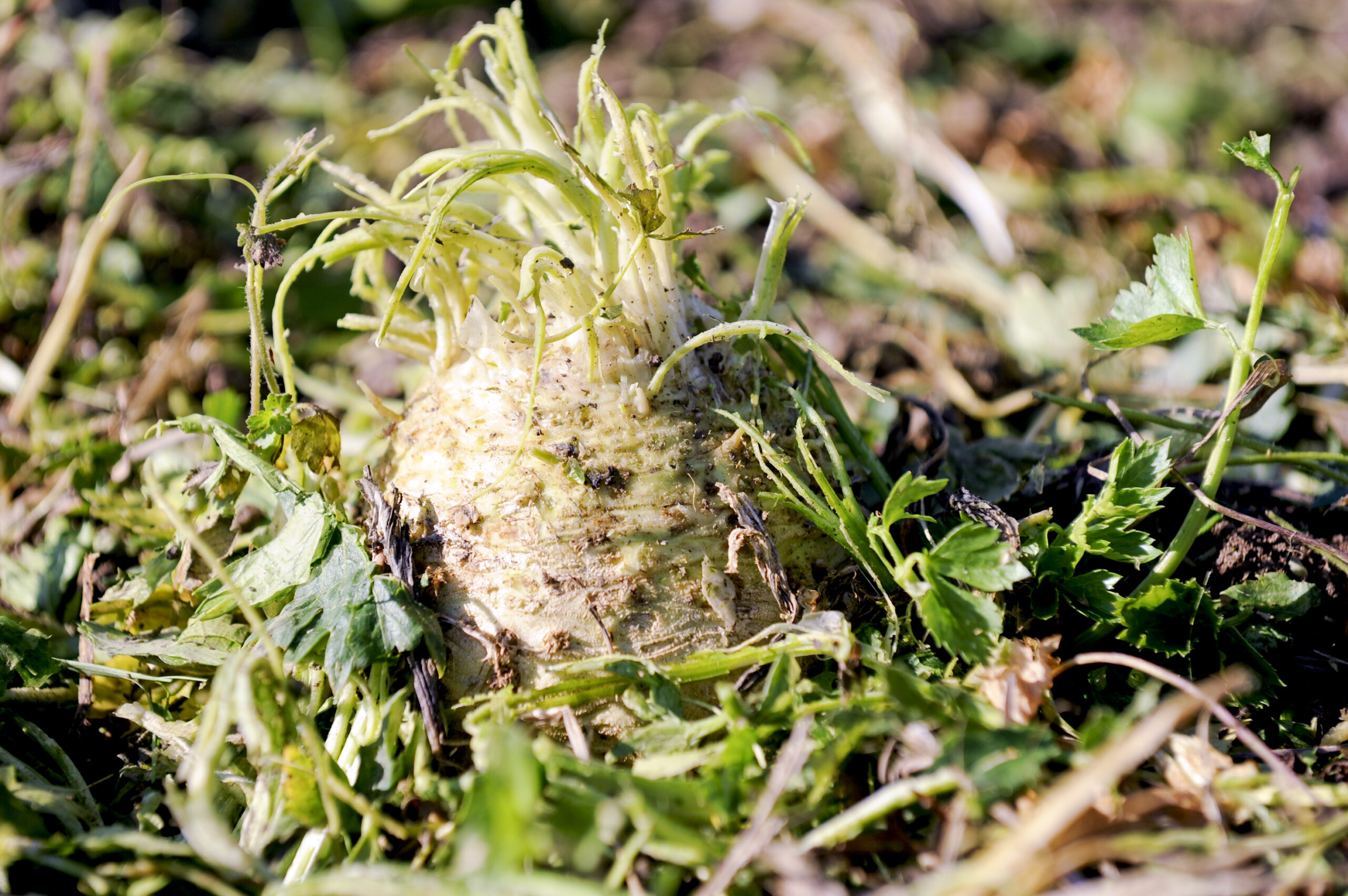 1657988131597 20111026 organic farming 016