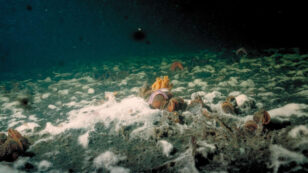 Havbund med døende bunddyr og ’liglagen’ – en hvid belægning af svovlbakterier der udgør den sidste barrierer mod frigivelse af giftig svovlbrinte, Foto: Nanna Rask