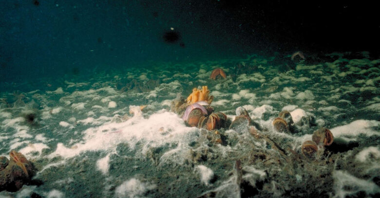 Havbund med døende bunddyr og ’liglagen’ – en hvid belægning af svovlbakterier der udgør den sidste barrierer mod frigivelse af giftig svovlbrinte, Foto: Nanna Rask