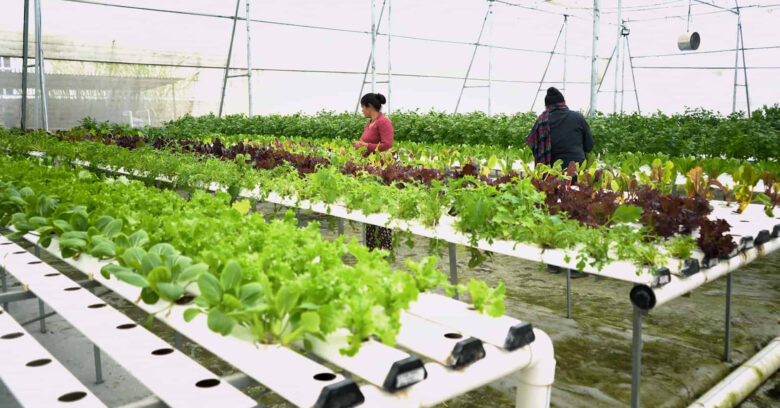 Plantedyrkelse uden brug af jord - Indblik fra Kathmandu