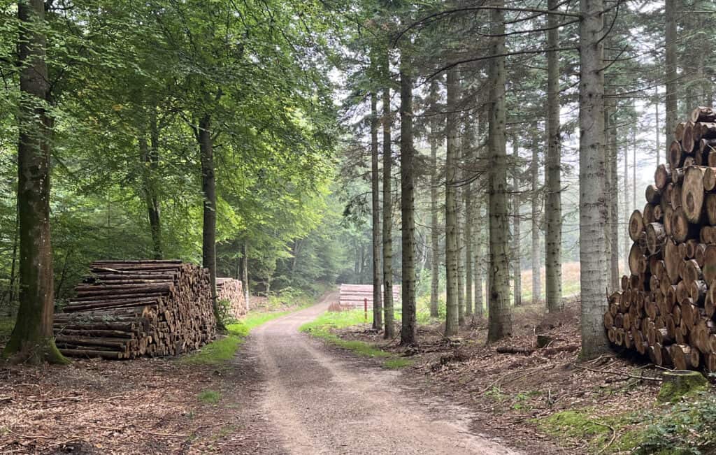 Silkeborg Sønderskov er et af landets største sammenhængende skovområder, hvor 187 ha. udpeget er udpeget til ny urørt skov. Kilde: Naturstyrelsen. Foto: Robert Olesen