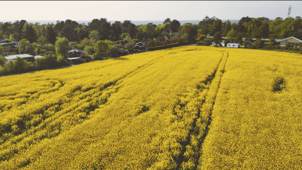 Skaermbillede 2023 06 20 kl. 12.00.03 1024x578 1